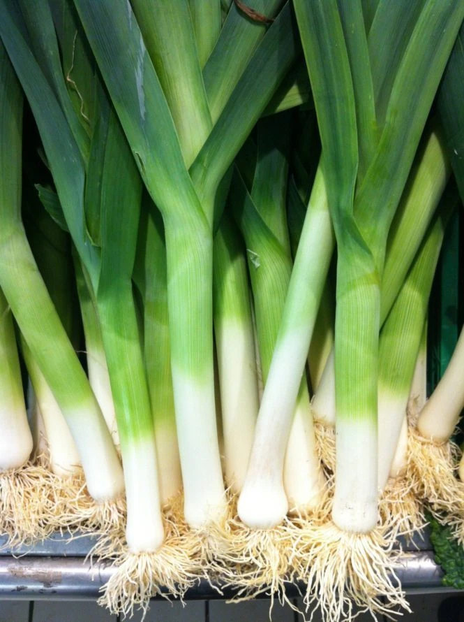 Leek Photo 