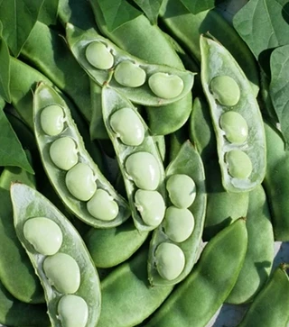 Beans - Lima (Bush and Pole)