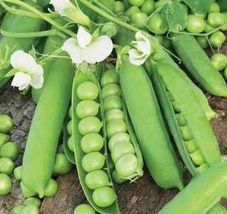 Peas