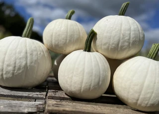 Pumpkins - White - Hybrid