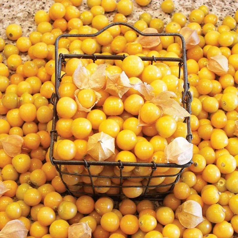 Ground Cherry 