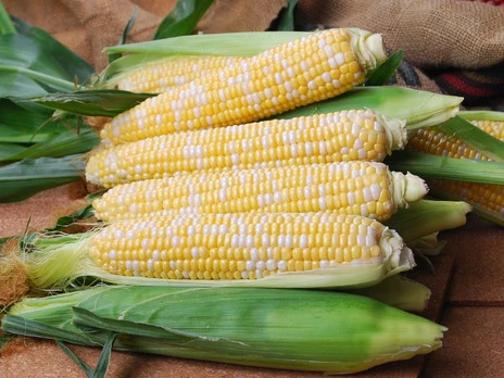 Sweet Corn Growing Guide