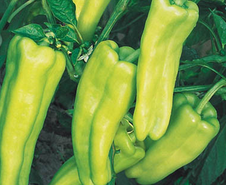 Sweet Peppers - Cubanelle - Hybrid