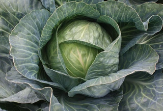 Cabbage - Hybrid Storage