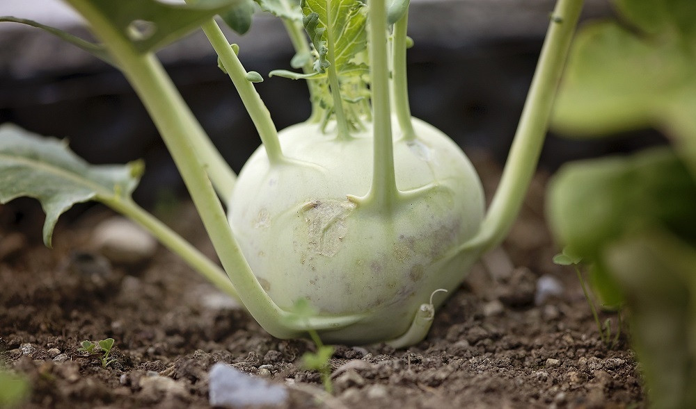 Kohlrabi Growing Guide