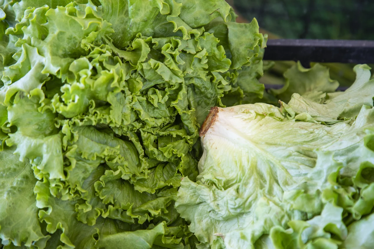 Lettuce Growing Guide 