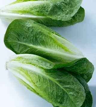 Lettuce - Romaine