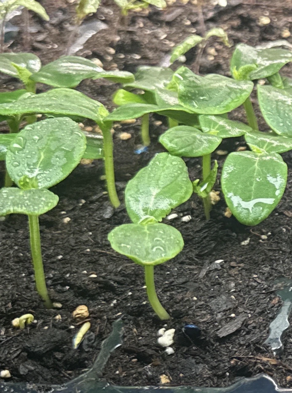 Starting Seeds Indoors: A Grower’s Guide