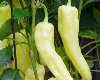 Sweet Peppers - Banana - Open Pollinated