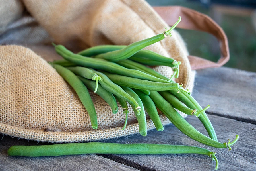Bean Growing Guide 