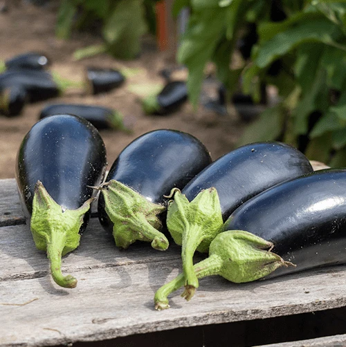Eggplant