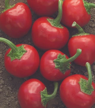 Hot Peppers - Cherry