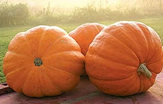 Pumpkins - Giant