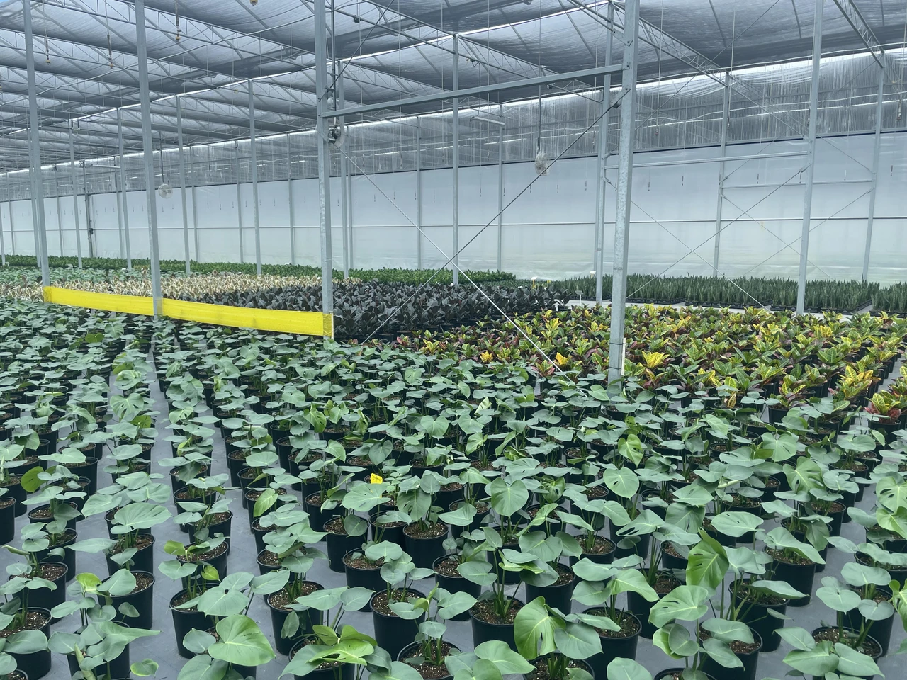 Growing Vegetables in Greenhouses & High Tunnels
