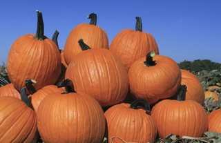 Pumpkins - Large