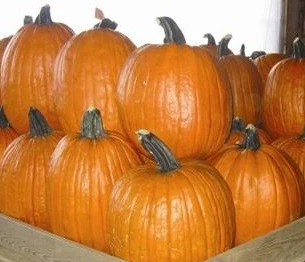 Pumpkins - Extra Large - OP