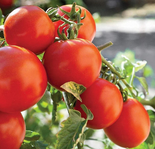 Tomato - Red Fresh Market - Determinate - OP