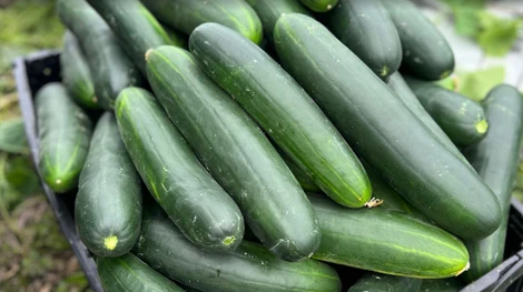 Cucumber