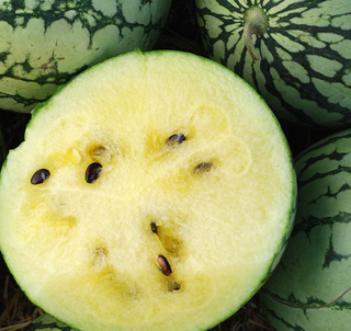 Watermelon-Diploid(Seeded)-Open Pollinated-Yellow