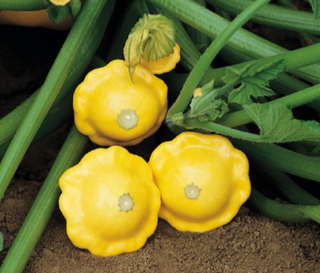 Summer Squash -Yellow Scalloped