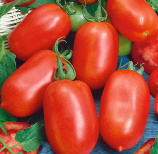 Tomato - Roma - Det. - Red - Open Pollinated
