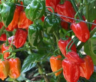 Hot Peppers - Habanero