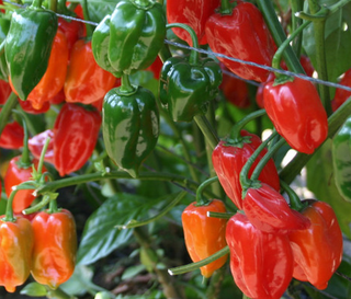Hot Peppers - Habanero