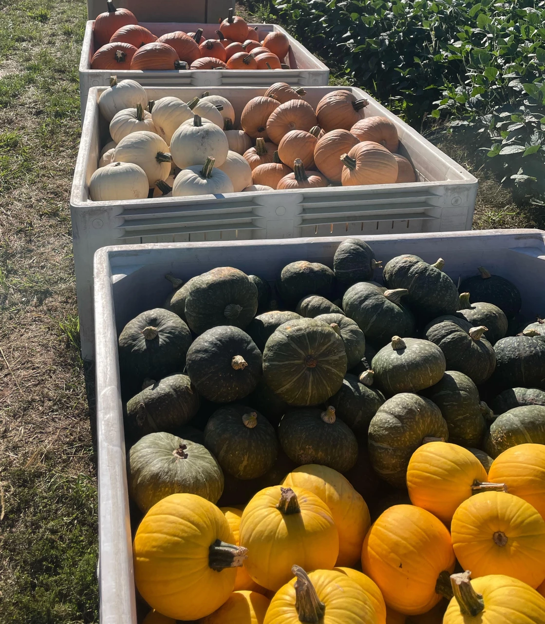 Pumpkin Color & Postharvest Care