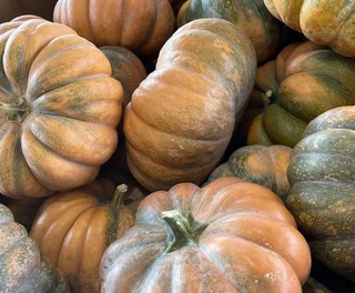 Pumpkins -Specialty - Open Pollinated