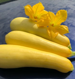 Summer Squash - Yellow Squash