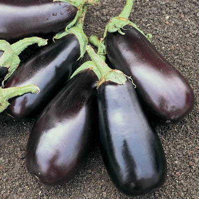 Eggplant Growing Guide 