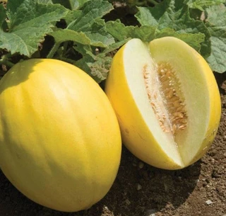 Melon - Canary