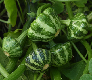 Summer Squash - Green Scalloped