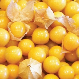 Ground Cherry