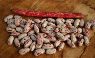 Beans - Horticulture