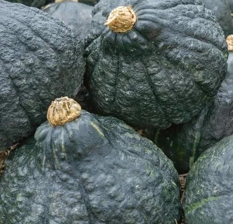 Winter Squash - Hubbard