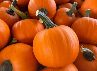 Pumpkins - Miniature - Open Pollinated