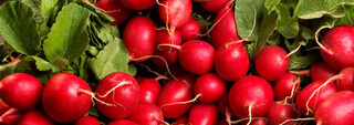 Radish