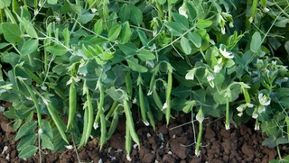 Peas - Snap