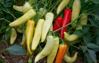 Sweet Peppers - Banana