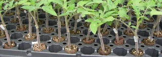 Tomato Rootstock