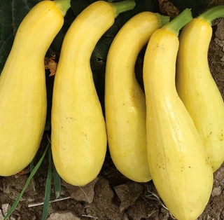 Summer Squash - Yellow Crookneck - Hybrid