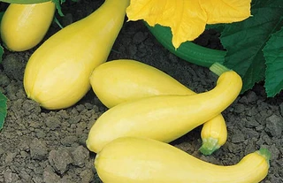 Summer Squash -Yellow Crookneck
