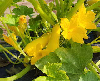 Summer Squash -Yellow Straight Neck