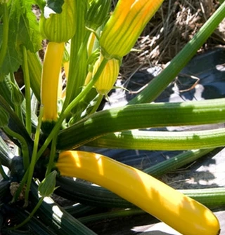 Summer Squash -Yellow Zucchini