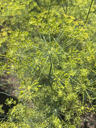 Herbs - Annual - Untreated