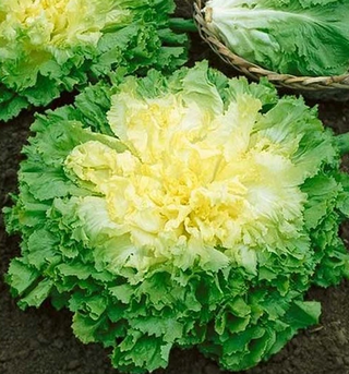 Escarole