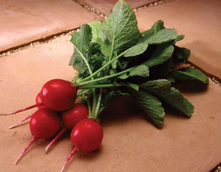 Radish - Hybrid