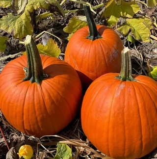 Pumpkins - Medium - Hybrid
