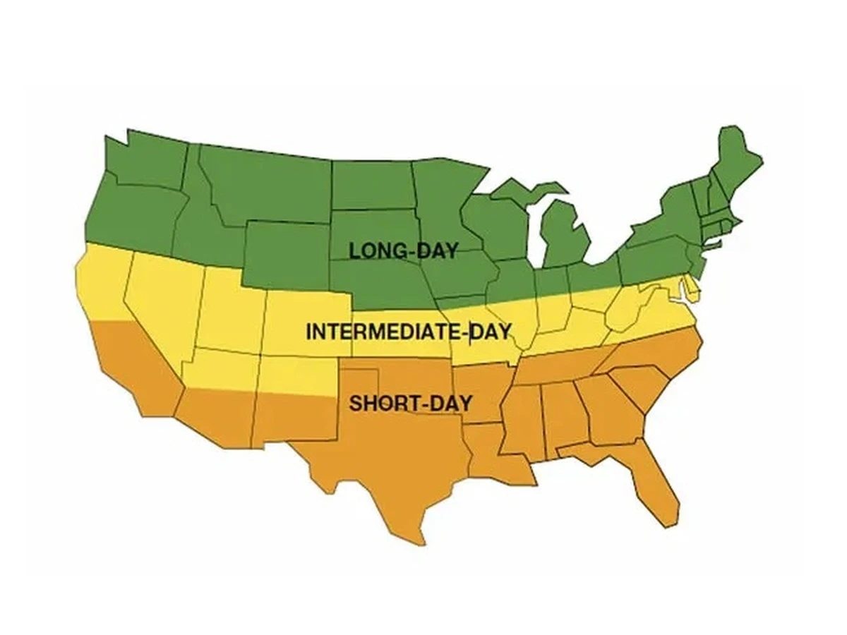 Onion Day Length